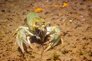 River cancer on the sandy bottom.
