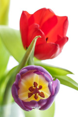 tulips flowers close up soft focus