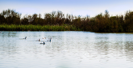 Fototapeta na wymiar Groups flamingos in a row with their heads under water and upside down at natural reserve Dehesa de Abajo, Andalusia, Spain