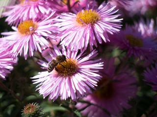 Obraz premium bee on flower 1