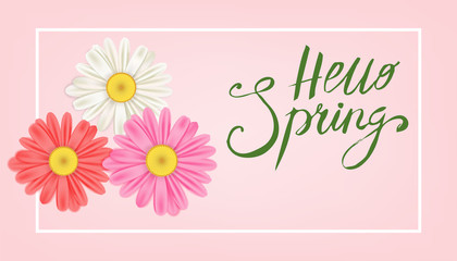 Hello Spring banner. Hand drawn lettering. Background with chamomile, daisy. Spring Time template, flyer, posters, brochure. Happy spring Day. Fashionable styling. Flower vector isolated