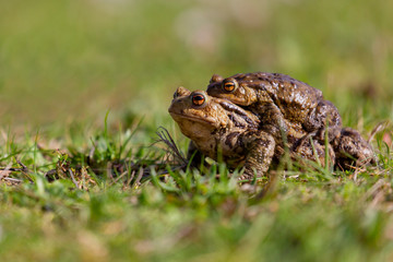 Crapaud