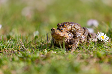Crapaud