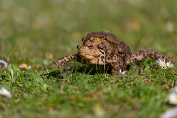 Crapaud
