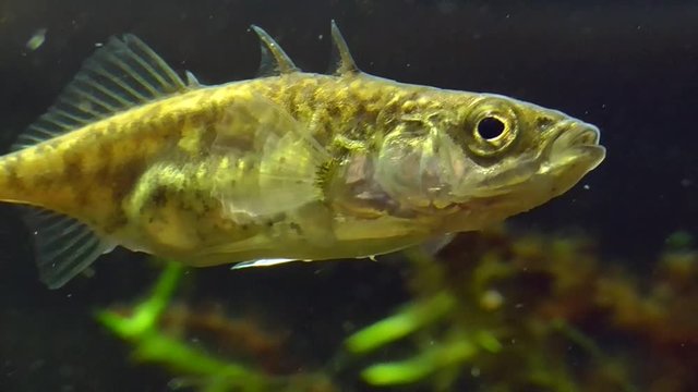 Dreistachliger Stichling, &nbsp;three-spined stickleback, Gasterosteus aculeatus