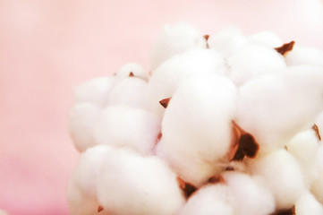 Obraz na płótnie Canvas branch of white cotton flowers. Cotton branch on pink background Delicate white cotton flowers.