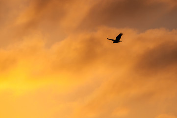 Fototapeta na wymiar Eagle flying during sunset