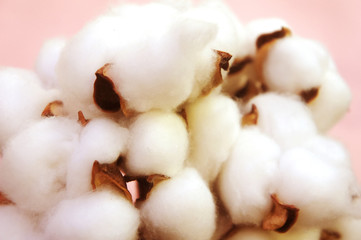 branch of white cotton flowers. Cotton branch on pink background Delicate white cotton flowers.
