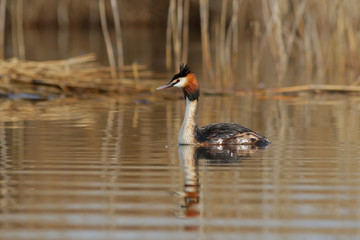 duck in the water