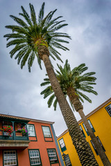 Un palmier à Ténérife dans les iles Canaries