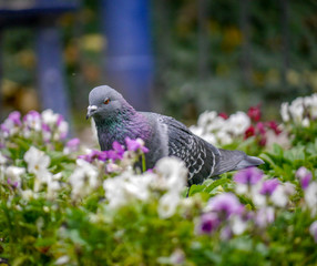 pigeon in flowers