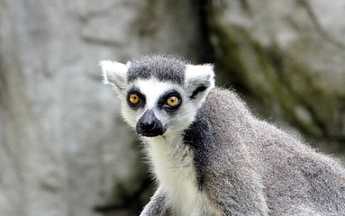 Fototapeta premium small animal Lemur