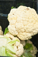 Top view, close distance of heads of cauliflower on display and for sale at a tropical farmers market 