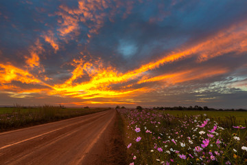 Fire in the sky and cosmos flowers next to the dirt road