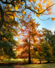 autumn red park