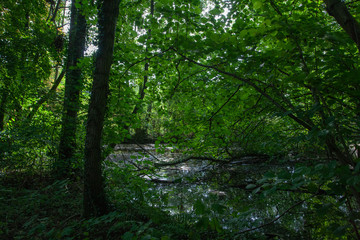 Fototapeta na wymiar Wald mit Teich