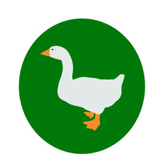 oie, oiseau, canard, animal, blanc, ferme, isolé, nature, oie, bec, poulet, domestique, volaille, gazon, empennage, foie gras, oiseau, empennage, agricultura, animal, oiseau, faune,  vert, bétail, sau