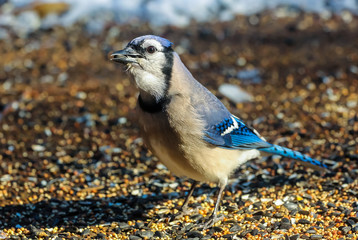 Blue Jay Eating Sunflower Seed from Backyard Patio