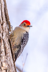 Red-bellied Woodpecker (Melanerpes carolinus) on a tree in the winter in Michigan, USA.