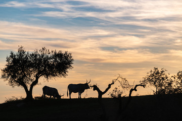 Fototapeta na wymiar Tree Silhouettes in the Italian countryside 