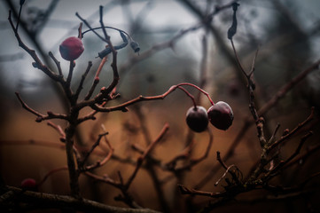 czerwone owoce © byMishka