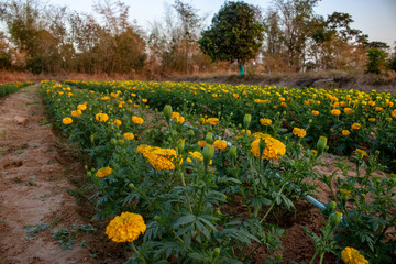 Obraz premium Beautiful natural scenery