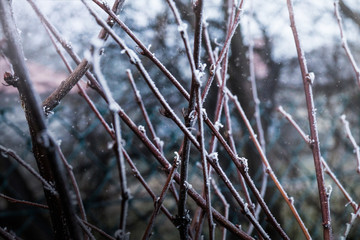 gałęzie  © byMishka