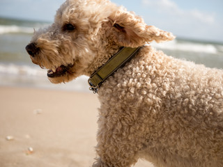 dog on the beach