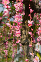 太宰府天満宮の梅の花
