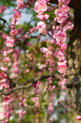 太宰府天満宮の梅の花