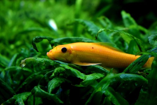 Gyrinocheilus aymonieri is a freshwater fish.It is a food source and the aquarium trade. Its common names include honey sucker, sucking loach,Chinese algae eater,and Siamese algae eater. 
