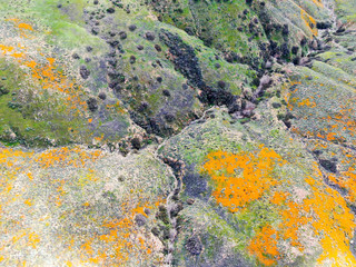 Aerial view of Mountain with California Golden Poppy and Goldfields blooming in Walker Canyon, Lake Elsinore, CA. USA. Bright orange poppy flowers during California desert super bloom spring season.