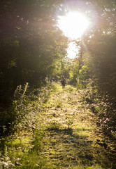 Fototapeta premium rays of sun in the forest