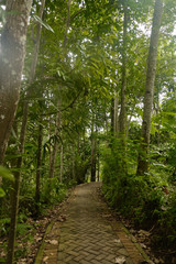 Narrow path leading to the jungle.