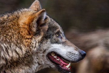 Wolf im Profil © Michael Eichhammer