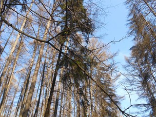 Trees in the forest in the blue sky.