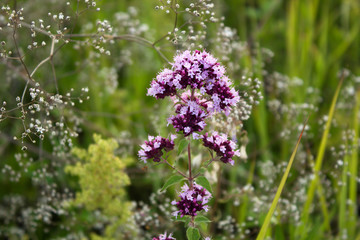 Oregano herbal plant flowers close up in a meadow in summer day