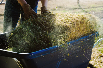 Feeding time on farm shows alfalfa hay for animal food. © ccestep8