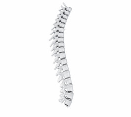 3d Human Spine
