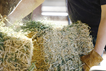 Alfalfa hay being fed during farm chores, shows woman working ranch labor.