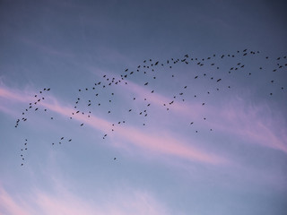 Birds