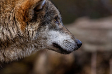 Wolf im Profil
