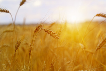 Wheat field. Ears of golden wheat close up. Beautiful Nature Sunset Landscape. Rural Scenery under Shining Sunlight.