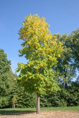 große Bäume im Park