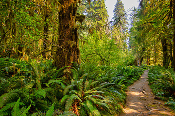 washington forest in summer months glows green