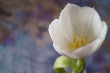Fototapeta premium Background with flower - beautiful white tulip
