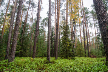 Trees in the forest with green growth 