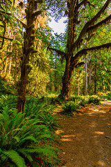 forest of summer trees covered in moss over ferns