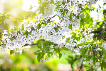 Blooming cherry blossom. Spring flower in garden.