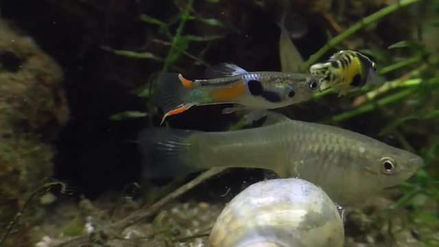 Endlers Guppy, Poecilia wingei,